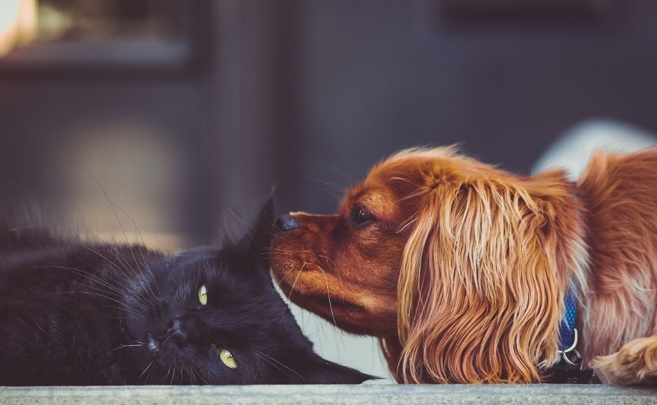 Hund und Katze liegen zusammen – liebevolle Tierbegleitung mit Pamela Simon im Allgäu | SeelenSanft