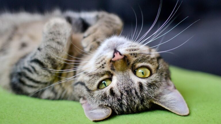Katze liegt entspannt auf dem Rücken – Katzenverhalten verstehen mit Pamela Simon, SeelenSanft im Allgäu