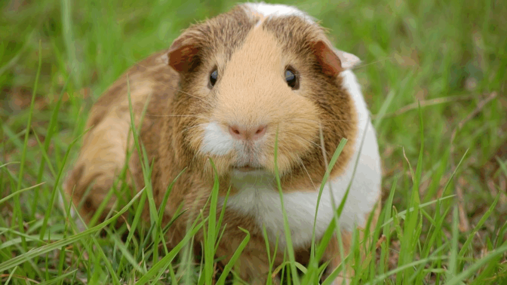 Meerschweinchen im Gras – sanfte Tierbegleitung mit Pamela Simon im Allgäu | SeelenSanft