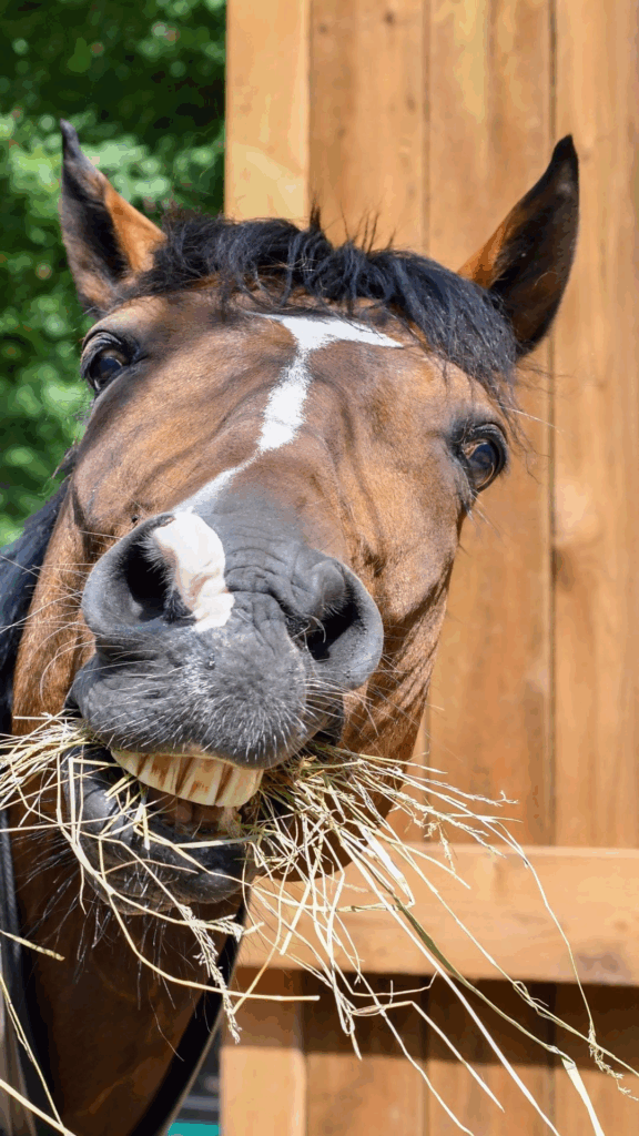 Pferd beim Fressen von Heu – achtsame Tierbegleitung und Energiearbeit für Pferde mit Pamela Simon | SeelenSanft Allgäu
